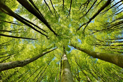 Leggere il bosco