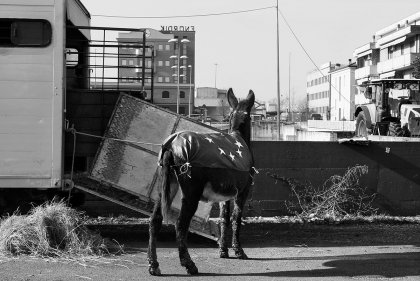 <strong>PHOTOBUSTER PIACENZA 2025</strong>, un progetto di video e foto per raccontare il territorio