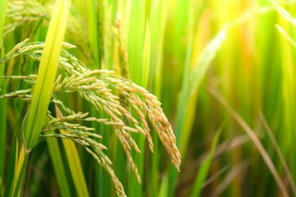 Versatile, nutriente, salutare: sua maestà il riso italiano